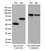 ACAT2 Antibody in Western Blot (WB)