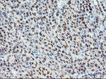 ACBD3 Antibody in Immunohistochemistry (Paraffin) (IHC (P))