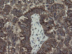 ACBD3 Antibody in Immunohistochemistry (Paraffin) (IHC (P))