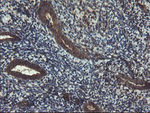 ACBD3 Monoclonal Antibody (OTI1G2), TrueMAB™