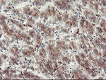 ACBD3 Antibody in Immunohistochemistry (Paraffin) (IHC (P))