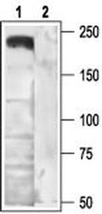 CACNA1B (CaV2.2) Antibody in Western Blot (WB)