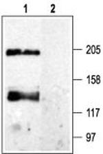 CaVpan alpha 1 Polyclonal Antibody