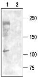 CaV3.3 (CACNA1I) Antibody in Western Blot (WB)