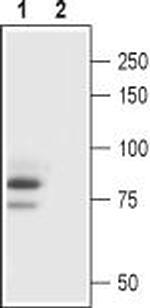 TRPC3 Antibody in Western Blot (WB)