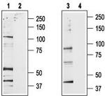 TRPV2 (VRL1) Antibody in Western Blot (WB)