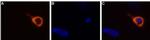 TRPV3 (extracellular) Polyclonal Antibody
