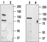 TRPV3 (extracellular) Antibody in Western Blot (WB)