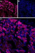 TRPV3 (extracellular) Antibody in Immunohistochemistry (IHC)