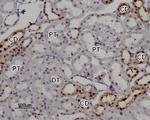TRPV5 Antibody in Immunohistochemistry (Paraffin) (IHC (P))