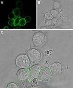 TRPV2 (VRL1) (extracellular) Antibody in Immunocytochemistry (ICC/IF)