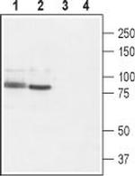 TRPV2 (VRL1) (extracellular) Antibody in Western Blot (WB)