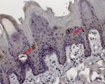 TRPM5 Antibody in Immunohistochemistry (Paraffin) (IHC (P))