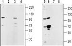 TRPM5 Antibody in Western Blot (WB)