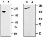 TRPM7 Antibody in Western Blot (WB)