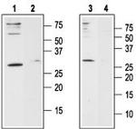 Orai1 (extracellular) Polyclonal Antibody