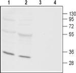 Orai3 Polyclonal Antibody