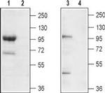 TRPC7 (extracellular) Antibody in Western Blot (WB)