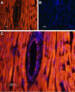 TRPML2 (Mucolipin-2) Antibody in Immunohistochemistry (Paraffin) (IHC (P))