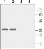 CACNG5 (extracellular) Antibody in Western Blot (WB)