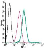 TRPM2 (extracellular) Polyclonal Antibody, FITC