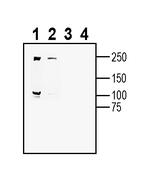 CaV1.2 (CACNA1C) (extracellular) Antibody in Western Blot (WB)
