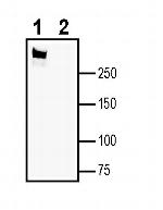 CaV1.2 (CACNA1C) (extracellular) Antibody in Western Blot (WB)