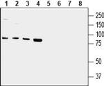 TRPV2 (VRL1) (extracellular) Antibody in Western Blot (WB)