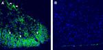 CALHM2 (extracellular) Antibody in Immunohistochemistry (Frozen) (IHC (F))