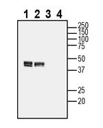 CALHM2 (extracellular) Antibody in Western Blot (WB)