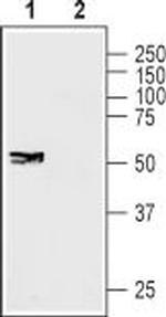 Connexin-45 (GJC1) Antibody in Western Blot (WB)