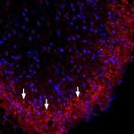 Connexin-36 Polyclonal Antibody