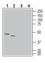 Connexin-47 (GJC2) Antibody in Western Blot (WB)