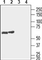 Connexin-29 (extracellular) Polyclonal Antibody