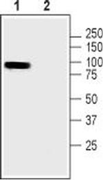 Pannexin 3 Polyclonal Antibody