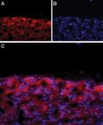 CaV1.3 (CACNA1D) (extracellular) Antibody in Immunohistochemistry (IHC)