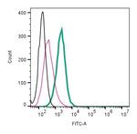 CaV1.3 (CACNA1D) (extracellular) Antibody in Flow Cytometry (Flow)