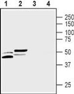 CALHM3 Polyclonal Antibody