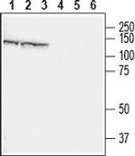 CHERP Antibody in Western Blot (WB)