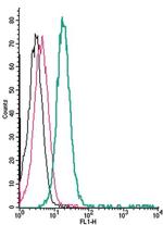 TRPV1 (extracellular) Polyclonal Antibody, FITC