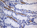 ACE Antibody in Immunohistochemistry (Paraffin) (IHC (P))