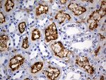 ACE Antibody in Immunohistochemistry (Paraffin) (IHC (P))