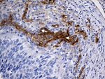 ACE Antibody in Immunohistochemistry (Paraffin) (IHC (P))