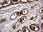 ACE2 Antibody in Immunohistochemistry (Paraffin) (IHC (P))