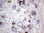ACE2 Antibody in Immunohistochemistry (Paraffin) (IHC (P))