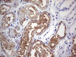 ACE2 Antibody in Immunohistochemistry (Paraffin) (IHC (P))