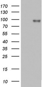 ACE2 Antibody in Western Blot (WB)