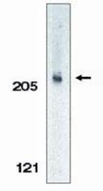 Acinus Antibody in Western Blot (WB)