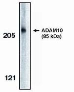 Acinus Antibody in Western Blot (WB)