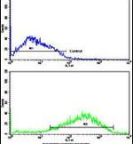 ACK1 Antibody in Flow Cytometry (Flow)
